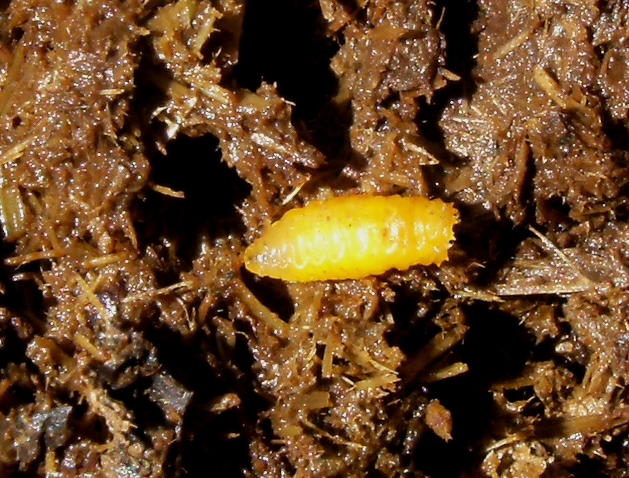 Larva color zafferano